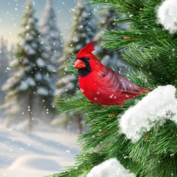 Зимний Новогодний Фон Красная Кардинальная Птица Сидит Заснеженной Ели Сосновый — стоковое фото
