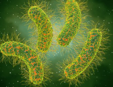 Tıp eğitimi, patojenik bakteri salmonellası, enterobakteriler, çubuk şekilli, bağırsak sistemini etkileyen hastalıklar, 3 boyutlu görüntüleme.