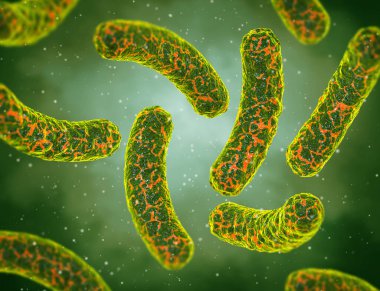 Tıp eğitimi, patojenik bakteri salmonellası, enterobakteriler, çubuk şekilli, bağırsak sistemini etkileyen hastalıklar, 3 boyutlu görüntüleme.