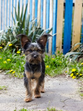 Charming dog at yard. Portrait of nice dog
