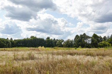 Gökyüzüne ve çayırlara karşı parlak yaz ormanı. Yeşil ağaçların ve mavi gökyüzünün güzel manzarası