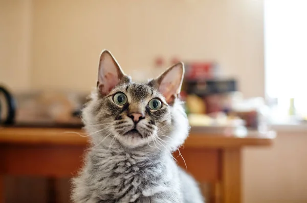 Rolig Katt Med Nyfiken Min Hemma Selektivt Fokus Med Kort — Stockfoto