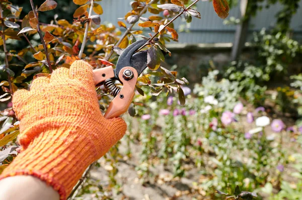 Man Gardening Backyard Mans Hands Secateurs Cutting Wilted Flowers Bush — Stock fotografie