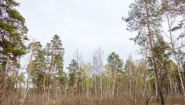 Pine tree and birch forest. Beautiful summer forest on a summers day