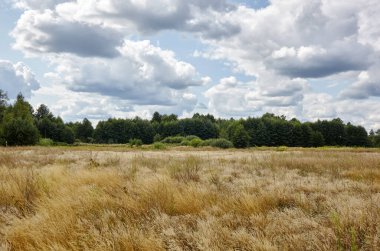 Gökyüzüne ve çayırlara karşı parlak yaz ormanı. Yeşil ağaçların ve mavi gökyüzünün güzel manzarası