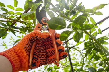 Bahçeyle uğraşan bir adam. Gül çalılığında solmuş çiçekleri kesen kesicilerle insan elleri. Bahçe işleri, bahçede budama makası olan budama bitkileri.