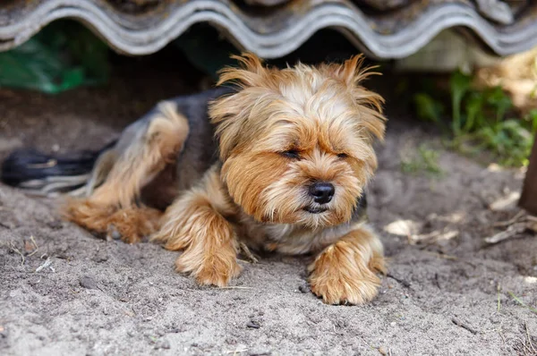 Yorkshire Terrier Laying Outdoors Portrait Sad Dog — ストック写真
