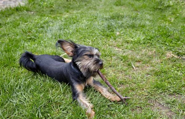 Очаровательная Собака Дворе Портрет Красивой Собаки — стоковое фото