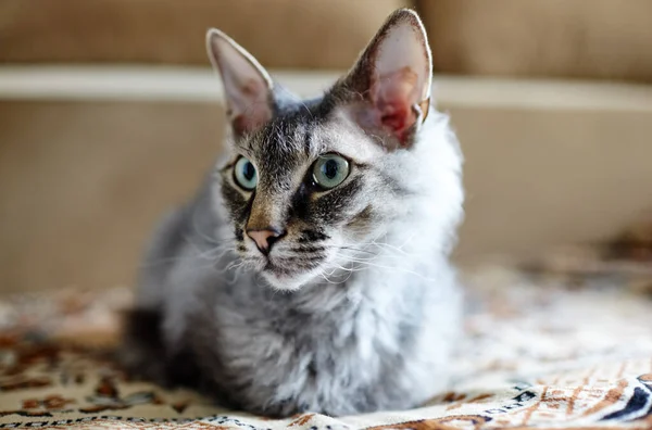 Domowy Kot Zielonymi Oczami Siedzi Łóżku Skupienie Selektywne Płytką Głębią — Zdjęcie stockowe