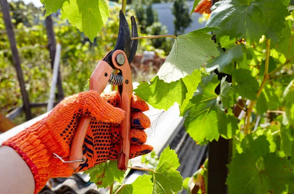 Man gardening in backyard. Worker\'s hands with secateurs cutting off wilted leafs on grapevine. Seasonal gardening, pruning plants with pruning shears in the garden