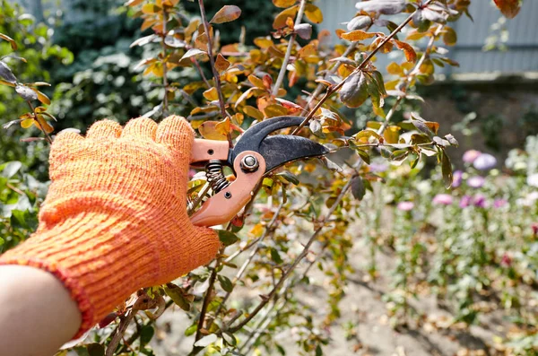 Man Gardening Backyard Mans Hands Secateurs Cutting Wilted Flowers Bush — Foto de Stock