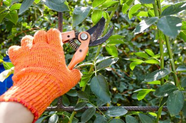 Bahçeyle uğraşan bir adam. Gül çalılığında solmuş çiçekleri kesen kesicilerle insan elleri. Bahçe işleri, bahçede budama makası olan budama bitkileri.