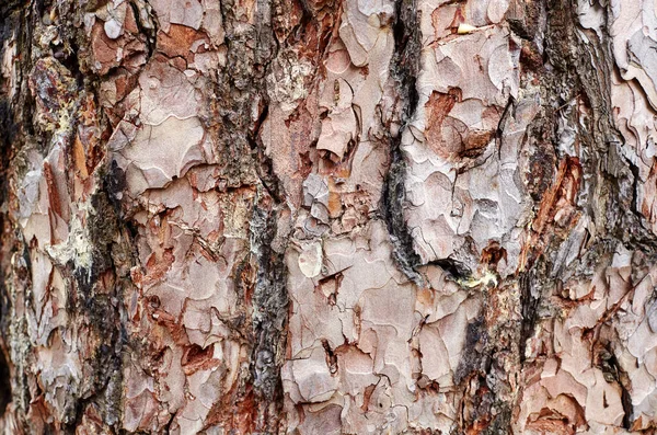 Ağaç kabuğu arka planı. Yaşlı ağacın renkli fayanslı dokusu. Seçici odak