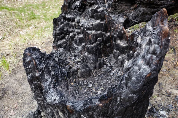 Egy Megégett Egy Villámcsapásból Egy Fatörzs Erdőben Miután Tűz Elpusztult — Stock Fotó