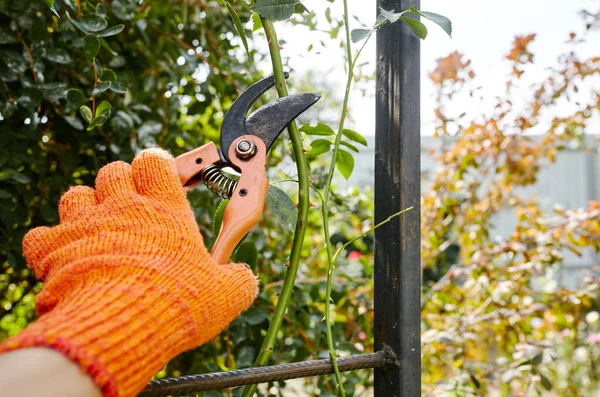 Mann Bei Der Gartenarbeit Hinterhof Mans Hände Mit Der Gartenschere — Stockfoto