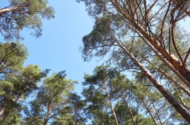 Evergreen Ormanı 'ndaki uzun ve yaşlı ağaçların alt manzarası. Arka planda mavi gökyüzü. Ormandaki ağaçların alçak açılı görüntüsü, doğal arka plan.
