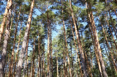 Çam ağacı ormanı. Güzel yaz ormanı Bir yaz günü