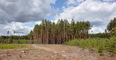 Gökyüzü ve çayırlarda yoğun çam ormanlarının panoramik fotoğrafı. Bir sıra ağacın ve mavi gökyüzünün güzel manzarası