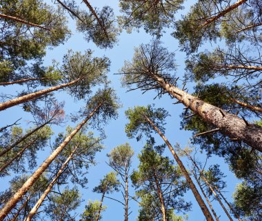 Evergreen Ormanı 'ndaki uzun ve yaşlı ağaçların alt manzarası. Arka planda mavi gökyüzü. Ormandaki ağaçların alçak açılı görüntüsü, doğal arka plan.