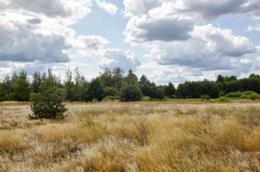 Gökyüzüne ve çayırlara karşı parlak yaz ormanı. Yeşil ağaçların ve mavi gökyüzünün güzel manzarası