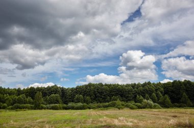 Gökyüzüne ve çayırlara karşı yoğun orman. Bir sıra ağacın ve mavi gökyüzünün güzel manzarası