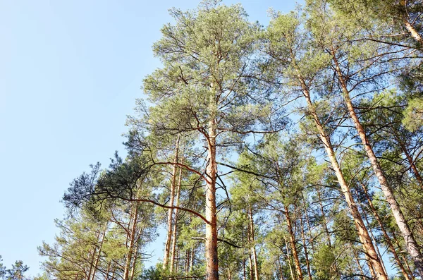 在蓝天衬托下松树 夏天去看高大的松树吧 — 图库照片