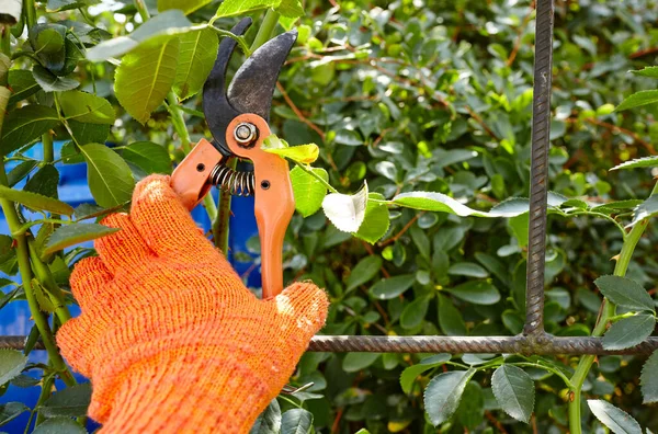 Mann Bei Der Gartenarbeit Hinterhof Mans Hände Mit Der Gartenschere — Stockfoto
