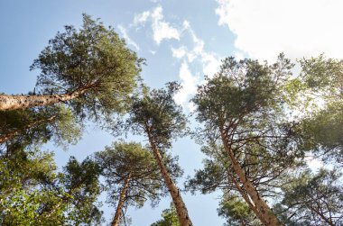 Evergreen Ormanı 'ndaki uzun ve yaşlı ağaçların alt manzarası. Arka planda mavi gökyüzü. Ormandaki ağaçların alçak açılı görüntüsü, doğal arka plan.
