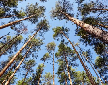 Evergreen Ormanı 'ndaki uzun ve yaşlı ağaçların alt manzarası. Arka planda mavi gökyüzü. Ormandaki ağaçların alçak açılı görüntüsü, doğal arka plan.