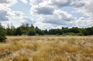 Gökyüzüne ve çayırlara karşı parlak yaz ormanı. Yeşil ağaçların ve mavi gökyüzünün güzel manzarası