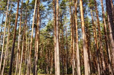 Çam ağacı ormanı. Güzel yaz ormanı Bir yaz günü