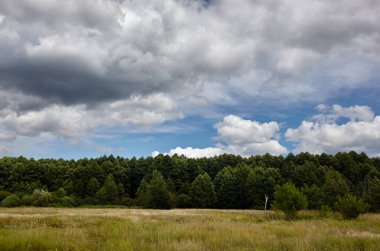 Gökyüzüne ve çayırlara karşı yoğun orman. Bir sıra ağacın ve mavi gökyüzünün güzel manzarası