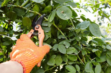 Bahçeyle uğraşan bir adam. Gül çalılığında solmuş çiçekleri kesen kesicilerle insan elleri. Bahçe işleri, bahçede budama makası olan budama bitkileri.