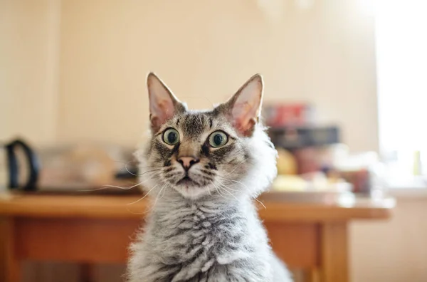 Vtipná Kočka Zvědavou Tváří Doma Selektivní Zaměření Mělkou Hloubkou Pole — Stock fotografie