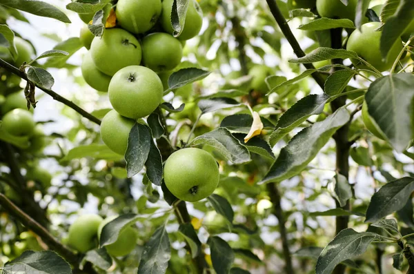 stock image Ripe apples on a tree in a garden. Organic apples hanging from a tree branch in an apple orchard