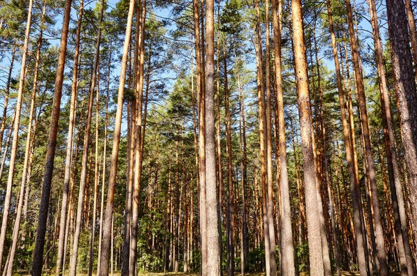 Çam ağacı ormanı. Güzel yaz ormanı Bir yaz günü