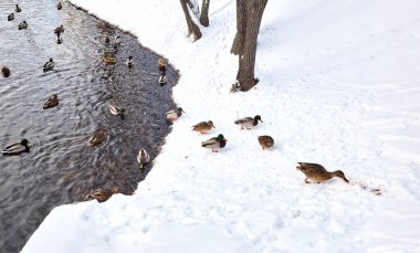 Mallard ördekleri kış havuzunda yüzer. Vahşi hayatta kuşlar ve hayvanlar