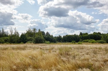 Gökyüzüne ve çayırlara karşı parlak yaz ormanı. Yeşil ağaçların ve mavi gökyüzünün güzel manzarası