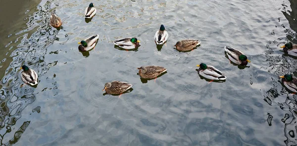 stock image Mallard ducks swim in the winter pond. Birds and animals in wildlife