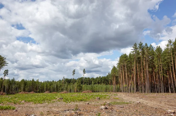 stock image Dense pine forest against the sky and meadows. Beautiful landscape of a row of trees and blue sky background