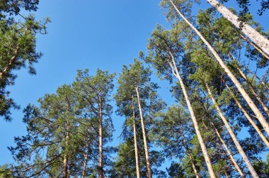 Mavi gökyüzüne karşı çam ağaçları. Bir yaz günü uzun çam ağaçlarına bakın.
