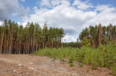 Gökyüzüne ve çayırlara karşı yoğun çam ormanı. Bir sıra ağacın ve mavi gökyüzünün güzel manzarası