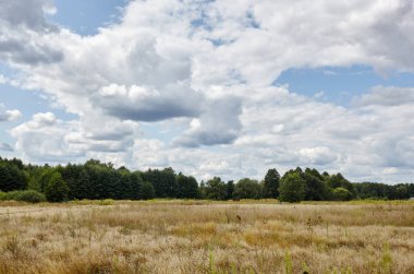 Gökyüzüne ve çayırlara karşı parlak yaz ormanı. Yeşil ağaçların ve mavi gökyüzünün güzel manzarası