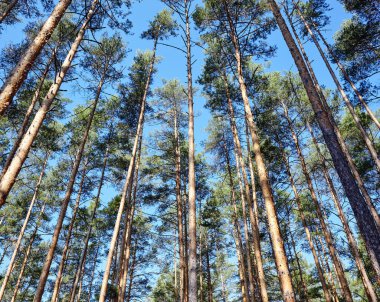 Çam ağacı ormanı. Güzel yaz ormanı Bir yaz günü