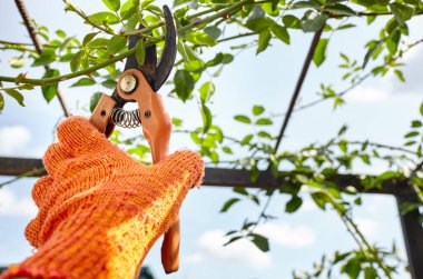 Bahçeyle uğraşan bir adam. Gül çalılığında solmuş çiçekleri kesen kesicilerle insan elleri. Bahçe işleri, bahçede budama makası olan budama bitkileri.