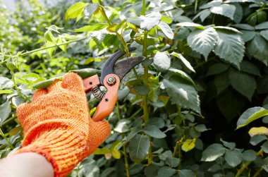 Bahçeyle uğraşan bir adam. Gül çalılığında solmuş çiçekleri kesen kesicilerle insan elleri. Bahçe işleri, bahçede budama makası olan budama bitkileri.