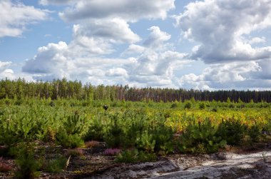 Gökyüzüne ve çayırlara karşı yoğun çam ormanı. Bir sıra ağacın ve mavi gökyüzünün güzel manzarası