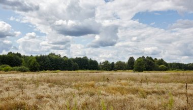 Gökyüzüne ve çayırlara karşı parlak yaz ormanı. Yeşil ağaçların ve mavi gökyüzünün güzel manzarası