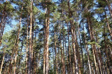Çam ağacı ormanı. Güzel yaz ormanı Bir yaz günü