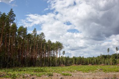 Gökyüzüne ve çayırlara karşı yoğun çam ormanı. Bir sıra ağacın ve mavi gökyüzünün güzel manzarası